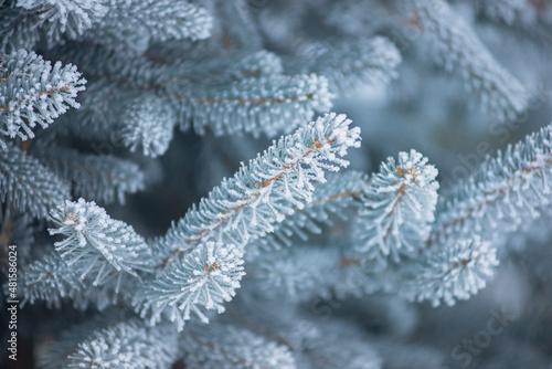 Wallpaper Mural fir needles in the snow, winter forest, fir tree branches with pine needles in frozen hoarfrost, wildlife in winter Torontodigital.ca