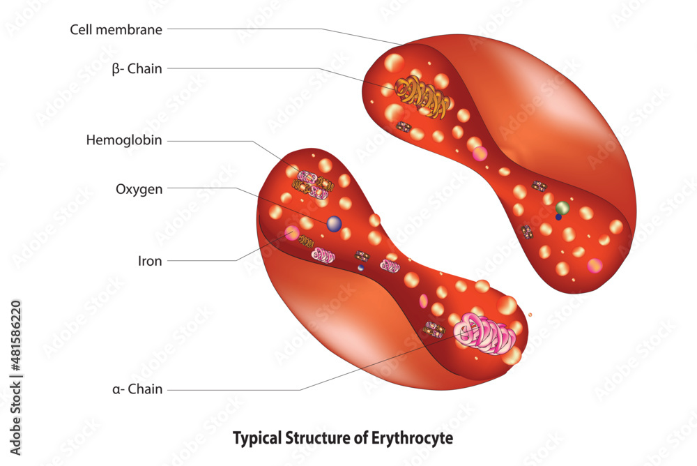 Red blood cell structure (labeled diagram of erythrocyte ) Vector | Adobe Stock
