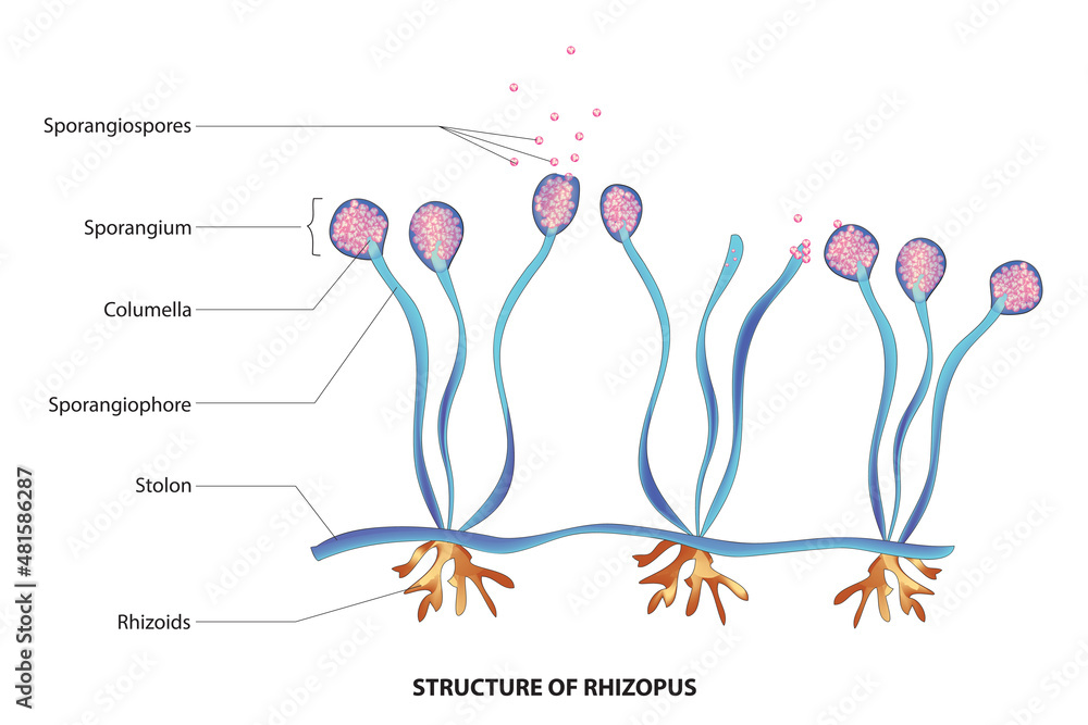 Rhizopus Labeled Diagram