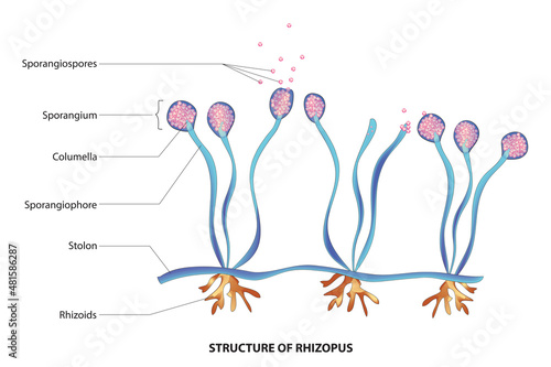 Labeled Rhizopus structure (genus of common saprophytic fungi on plants and specialized parasites on animals) photo