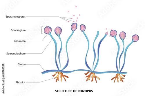 Labeled Rhizopus structure (genus of common saprophytic fungi on plants and specialized parasites on animals)