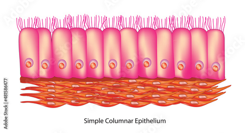 simple columnar epithelium tissue structure  photo