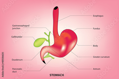 Labeled stomach anatomy photo