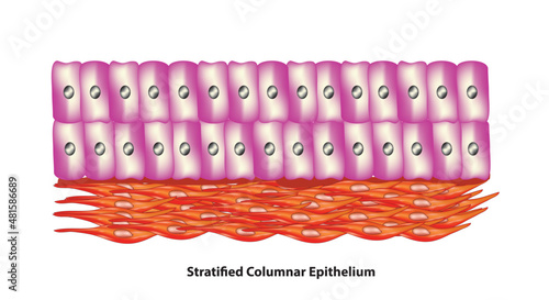 Stratified Columnar Epithelium, epithelial tissue rare type of  tissue composed column-shaped cells arranged in multiple layers.