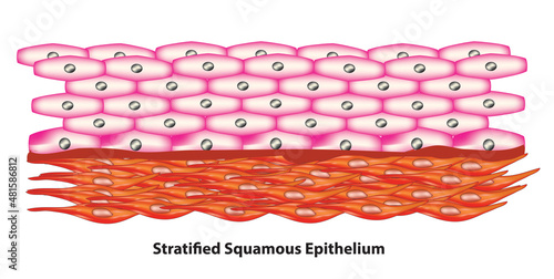 Stratified Squamous Epithelium tissue cells 