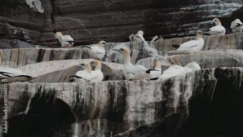 Gannets in their colony at Shetland cliffs on Noss island, Shetland, Scotland