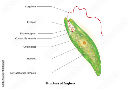 Fényképezés Structure of Euglena (anatomy of Euglenas)
