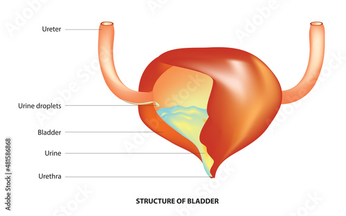 urinary bladder anatomy (muscular sac in the pelvis)