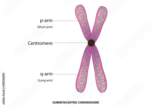 submetacentric chromosome anatomy 