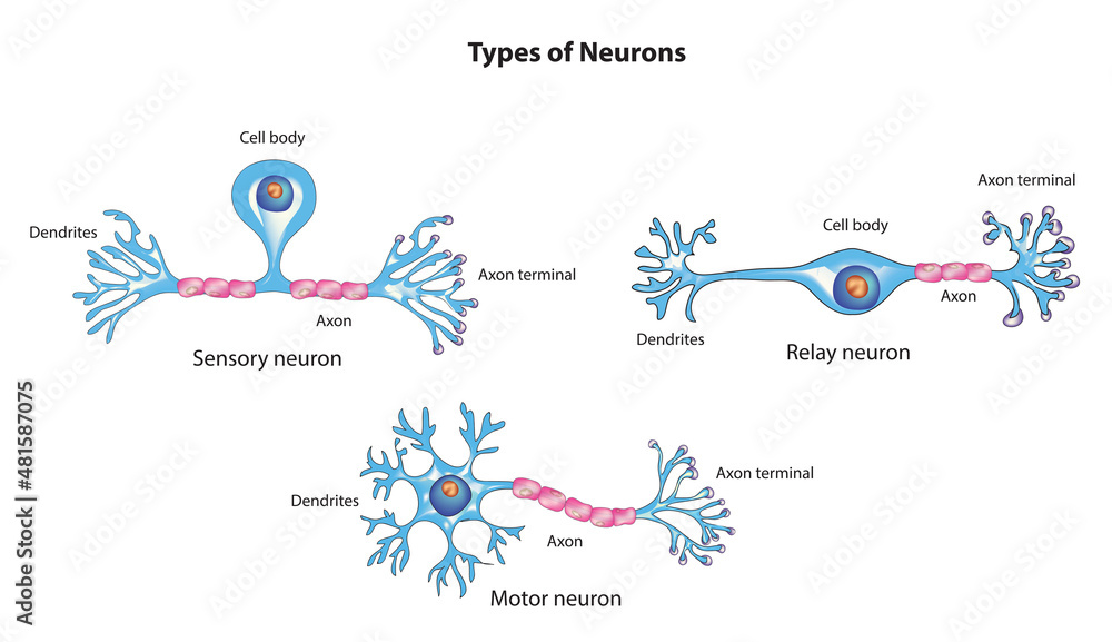 Types of Neurons (sensory neurons, motor neurons, interneurons) - obrazy, fototapety, plakaty 