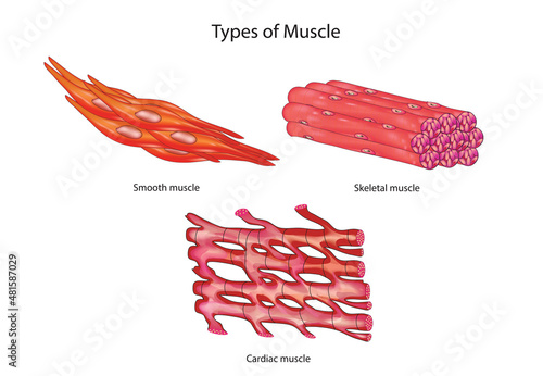 Muscle types in human body (smooth muscle, skeletal muscles, cardiac muscle) photo