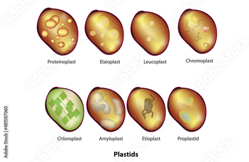 Types of Plastids (Plastid categories in plant cell), membrane-bound organelle found in the cells of plants, algae, and some other eukaryotic organisms, intracellular endosymbiotic Cyanobacteria photo