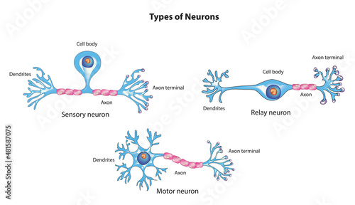 Types of Neurons (sensory neurons, motor neurons, interneurons) photo