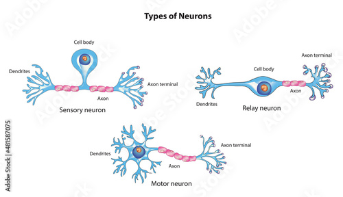 Types of Neurons (sensory neurons, motor neurons, interneurons)