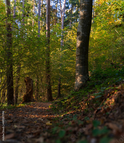 autumn in the forest
