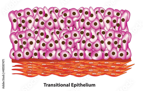 Transitional Epithelium (Anatomy of Epithelial tissue), type of stratified epithelium. This tissue consists of multiple layers of epithelial cells, stratified tissue made of multiple cell layers photo