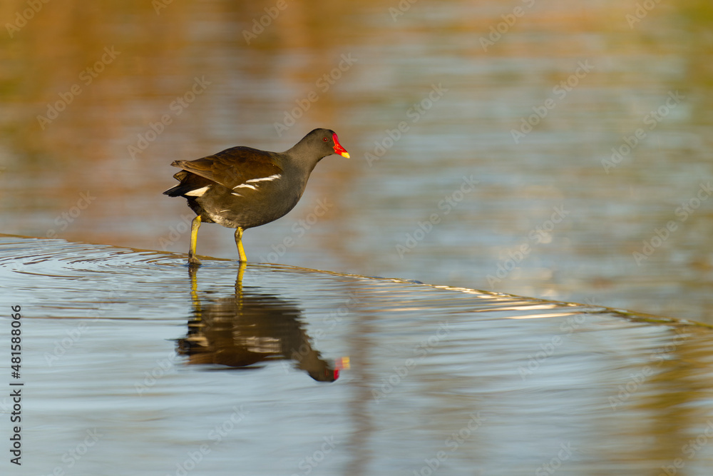 Moorhen, Gallinula chloropus Moorhen, Gallinula chloropus