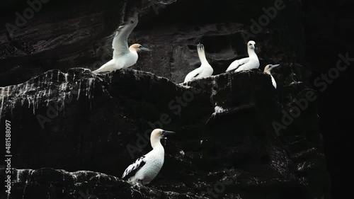 Gannets in their colony at Shetland cliffs on Noss island, Shetland, Scotland