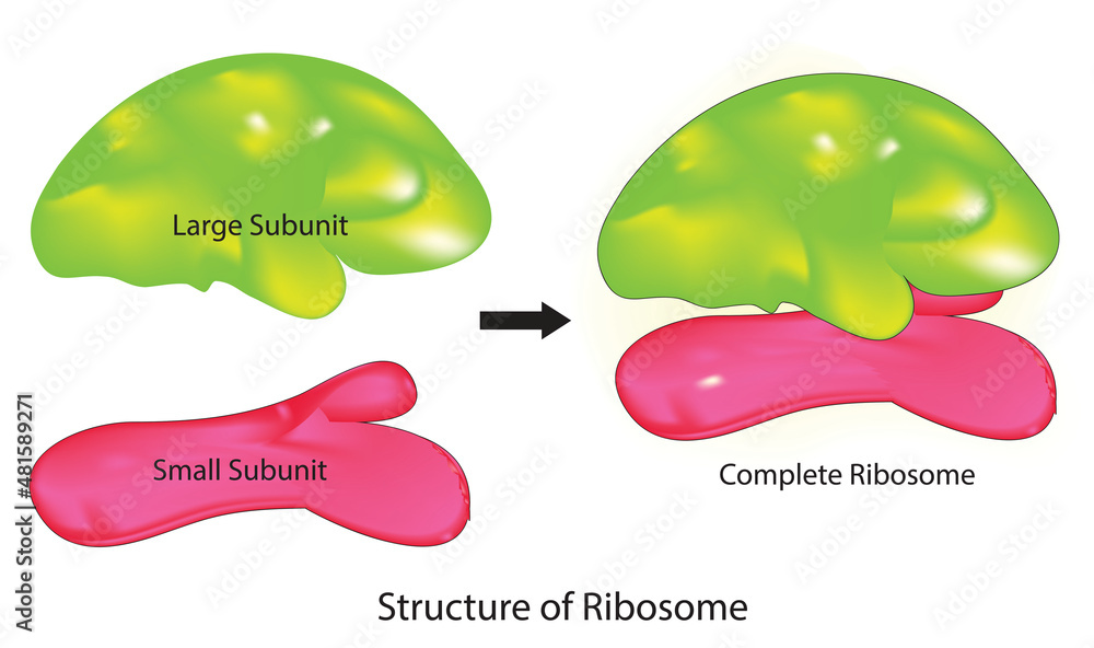 Ribosome Structure With Large Subunit And Small Subunit Complex View Ribosome Structure With Large Subunit And Small Subunit Complex View