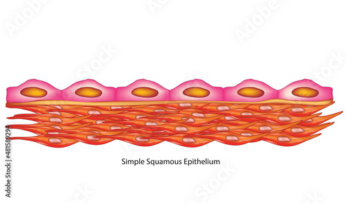 simple squamous epithelium photo