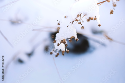 Winterlandschaft, Frost und Schnee bedecken Pflanzen
