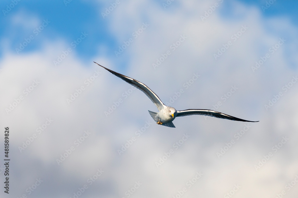 Gaviota sombría (Larus fuscus) volando sobre un cielo azúl. Tarragona, España, Mar Mediterráneo. Gaviota sombría (Larus fuscus) volando sobre un cielo azúl. Tarragona, España, Mar Mediterráneo.