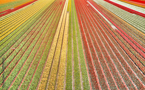 Flower fields in the Netherlands seen from above