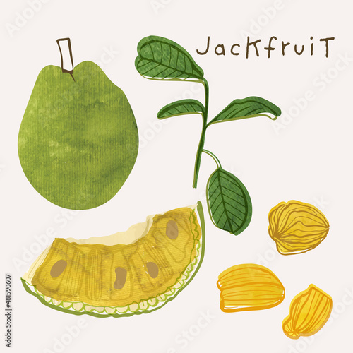 Jackfruit or breadfruit illustration tropical fruit vector set with watercolor texture and line art. Hand drawn modern colorful design elements ideal for health product packaging, brochures, web