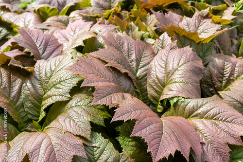 Close up of bronze green foliage of Rodgersia podophylla