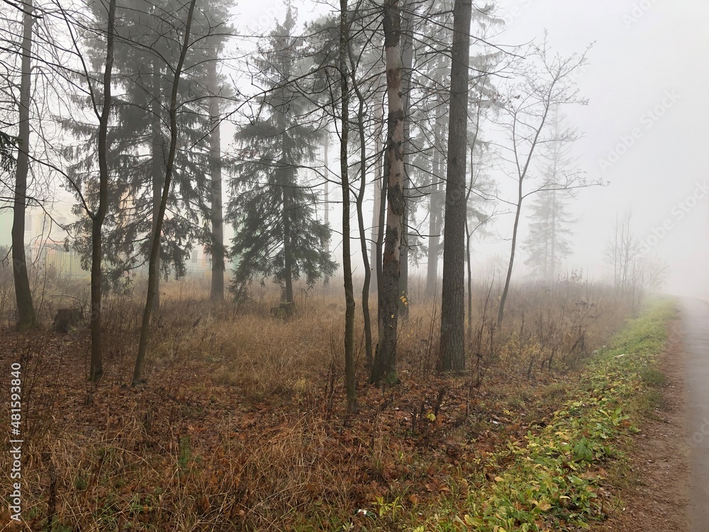 Obraz premium A forest in the early morning fog