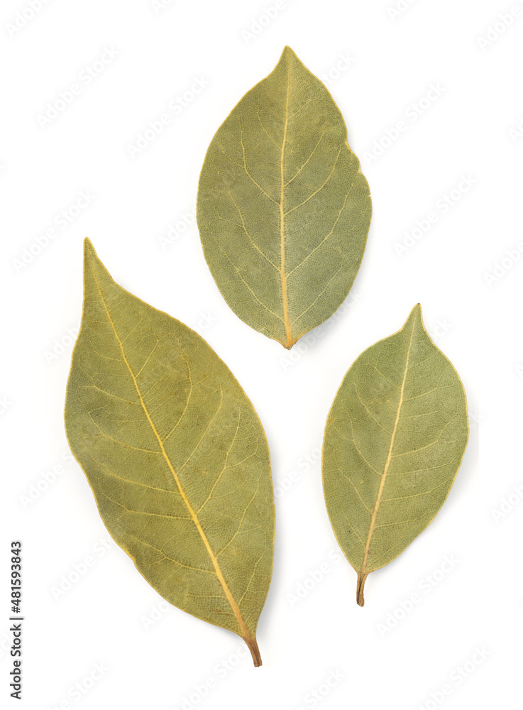 laurel leaf isolated on white background laurel leaf isolated on white background