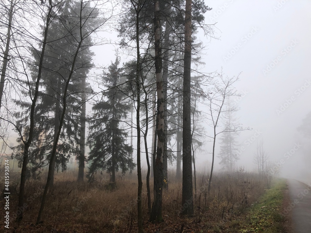 A forest in the early morning fog