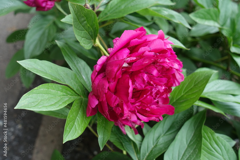 Bloom of magenta colored common peony in May Bloom of magenta colored common peony in May
