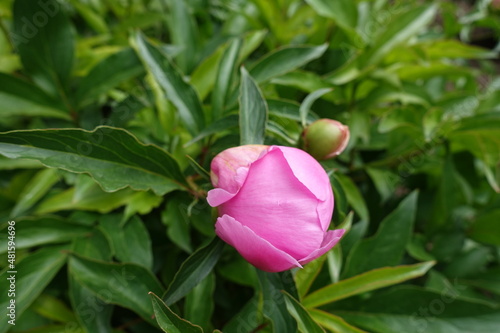 Pair of closed flower buds of pink peony in mid May