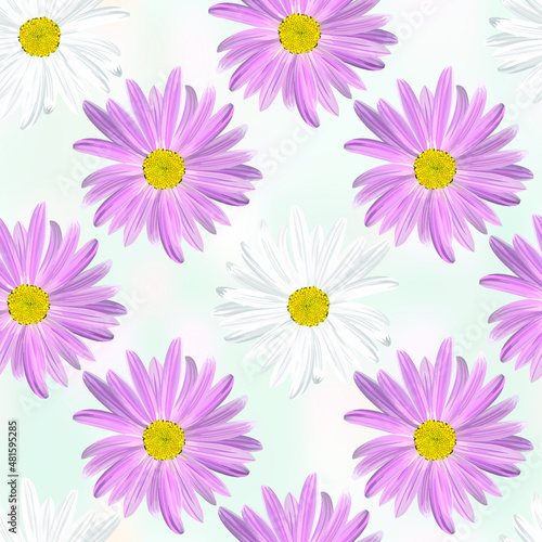 The chamomile flower. Seamless floral texture alternating white and purple daisies on abstract light blue background  geometric pattern  vector