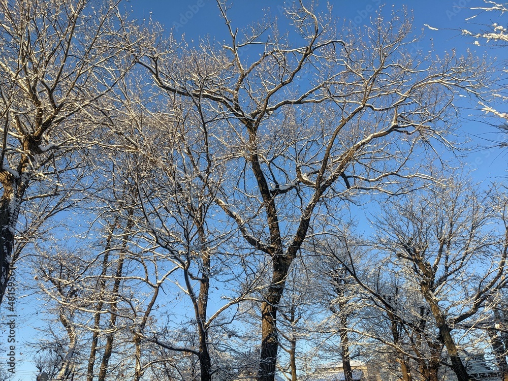 雪が積もった樹木 12 雪が積もった樹木 12