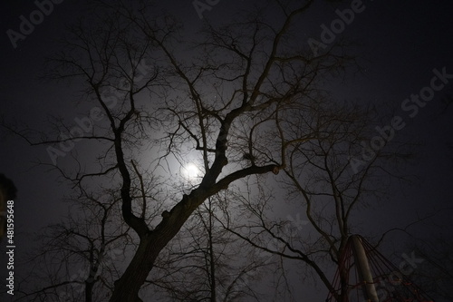 drzewo i księżyc