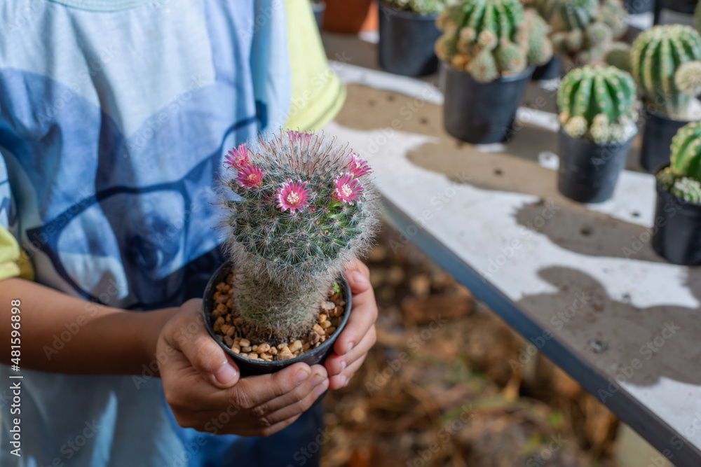 Girl holds in her hands a small cactus, ideal for gift concept.