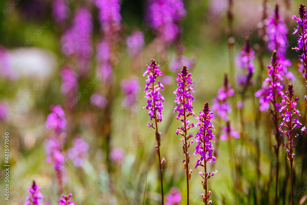 Mount Buller Flora in Summer in Australia