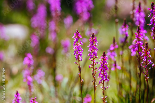 Mount Buller Flora in Summer in Australia