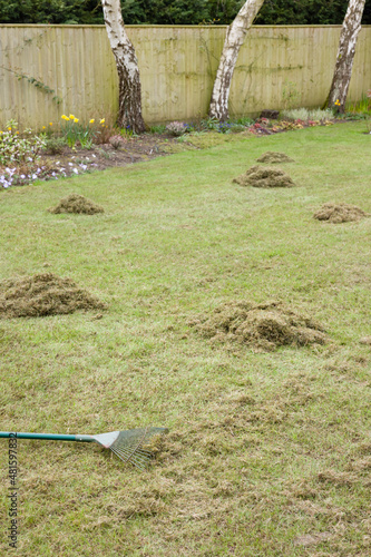 фотографія Lawn care, removing moss by raking, UK garden