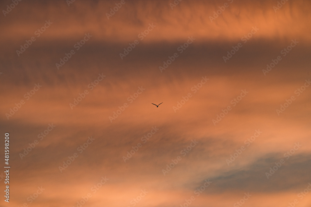 A silhouette of a bird flying into the distant pink clouds on a summers evening.