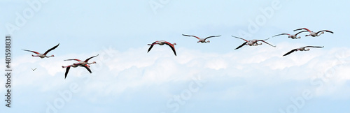 Fotografija fenicotteri in volo