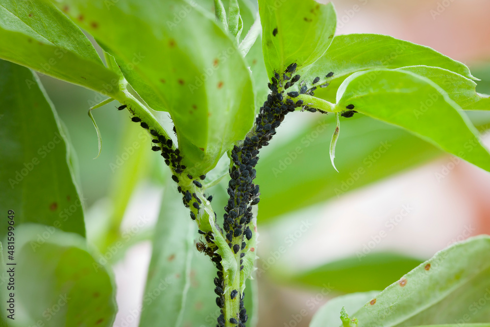 Aphids, black fly (black bean aphids) on broad bean plant, UK - obrazy, fototapety, plakaty 