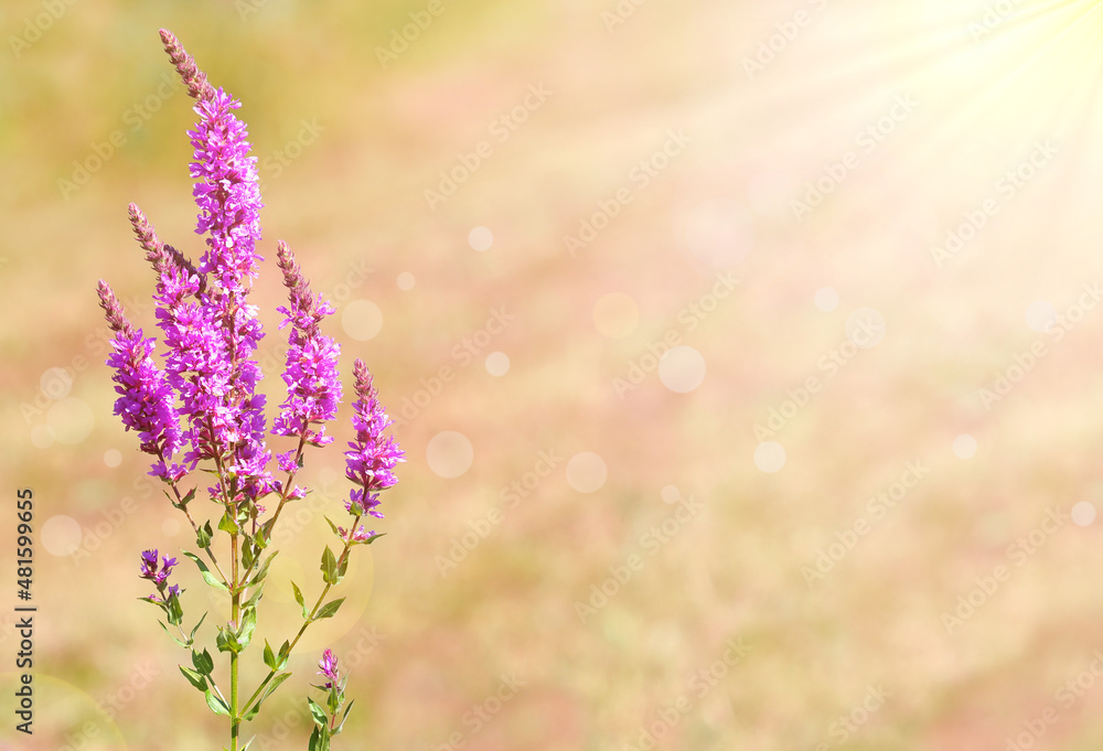 Naklejka premium Purple loosestrife flower under summer bright light, 