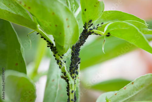 Aphids, black fly (black bean aphids) on broad bean plant, UK