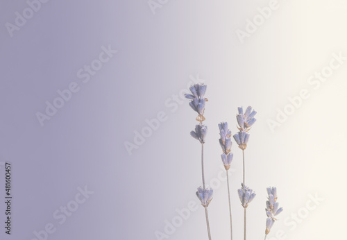 muted lavender twigs with purple flowers on a very peri gradient background on the right