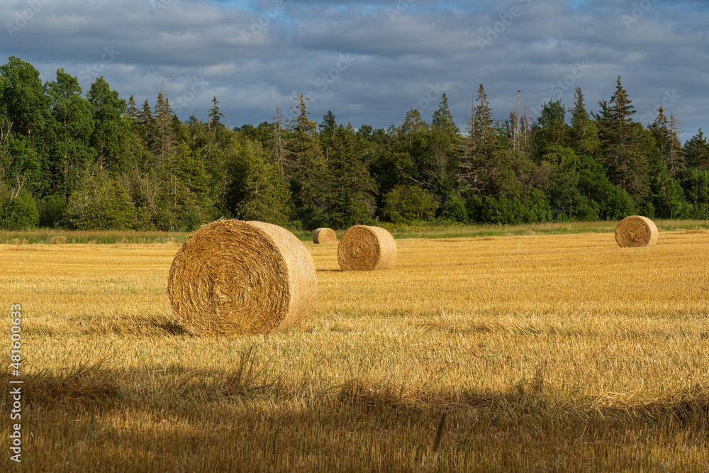 Hay bales in farm fields in rural Prince Edward Island, Canada.