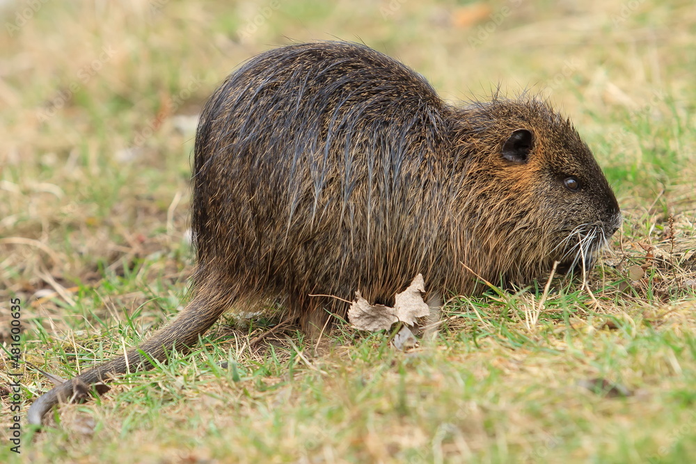 nutria (Myocastor coypus) holding something to eat on the shore nutria (Myocastor coypus) holding something to eat on the shore