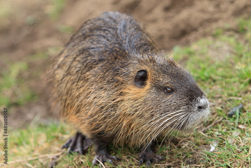 nutria (Myocastor coypus) right out of the water nutria (Myocastor coypus) right out of the water